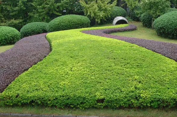 園林綠化種植五大技巧  